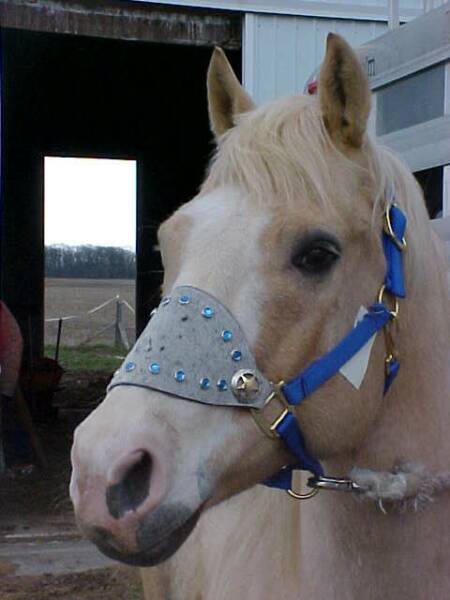 Light Blue and Tan Bronc Halter with Silver and Gold Barrel Racer Conchos and Royal Blue Crystals-